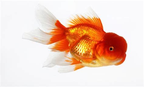 紅色金魚
